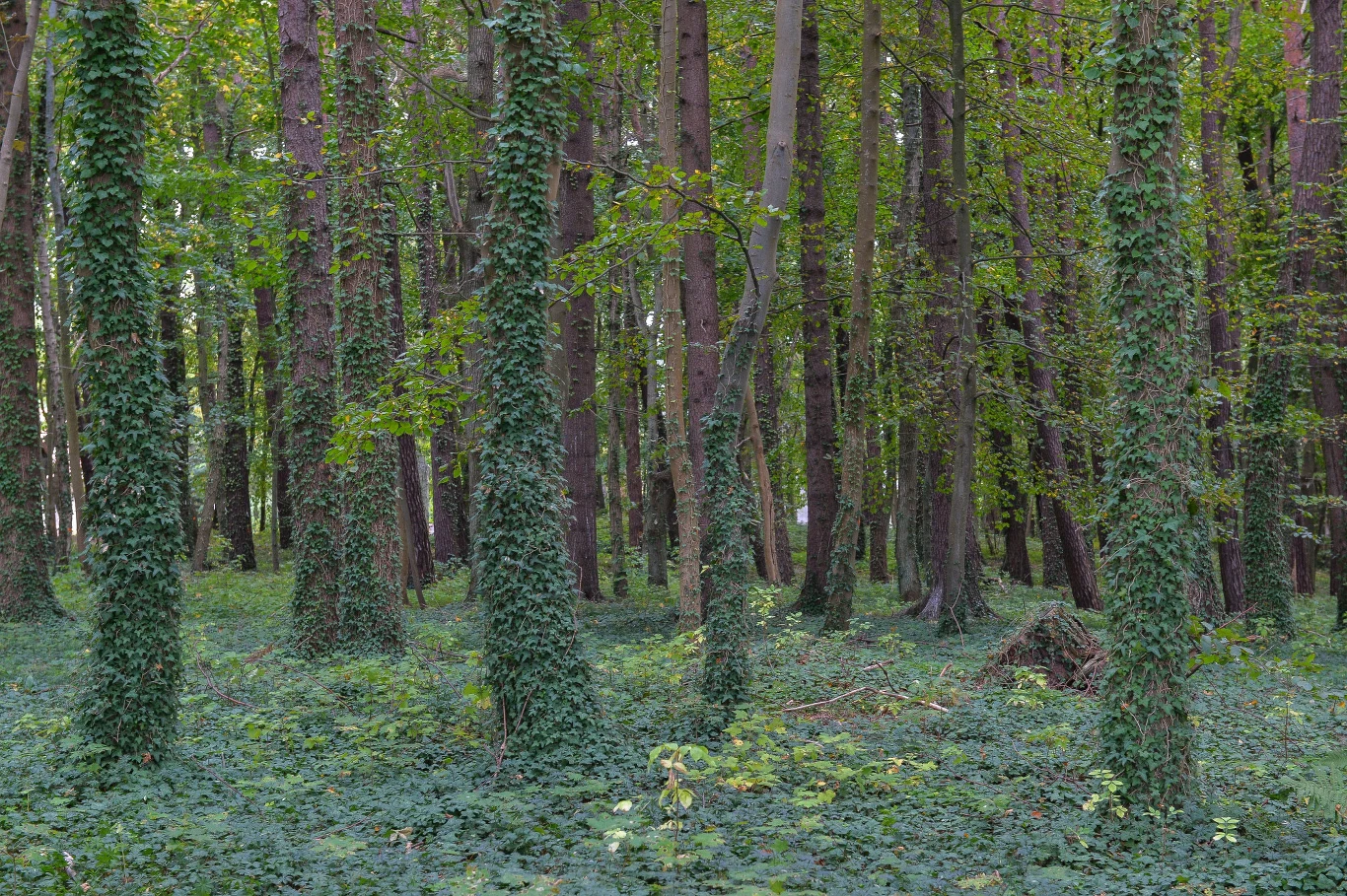 Mężczyzna spędził noc w lesie Mężczyzna spędził noc w lesie