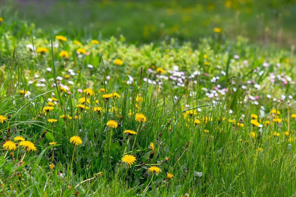 Naturalna łąka czy murawa to modna alternatywa dla trawników