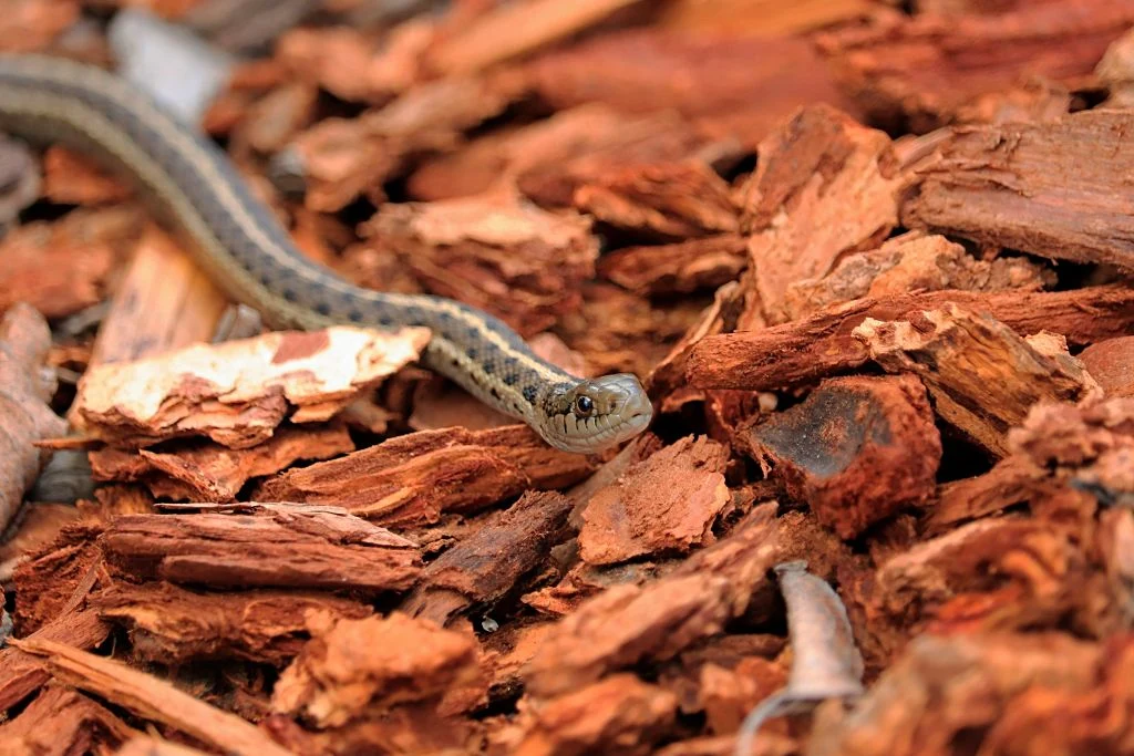 Wąż z gatunku Thamnophis. Jest jadowity, lecz nie stanowi zagrożenia dla życia ludzi. Wąż z gatunku Thamnophis. Jest jadowity, lecz nie stanowi zagrożenia dla życia ludzi.