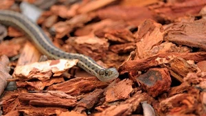 Wąż z gatunku Thamnophis. Jest jadowity, lecz nie stanowi zagrożenia dla życia ludzi.