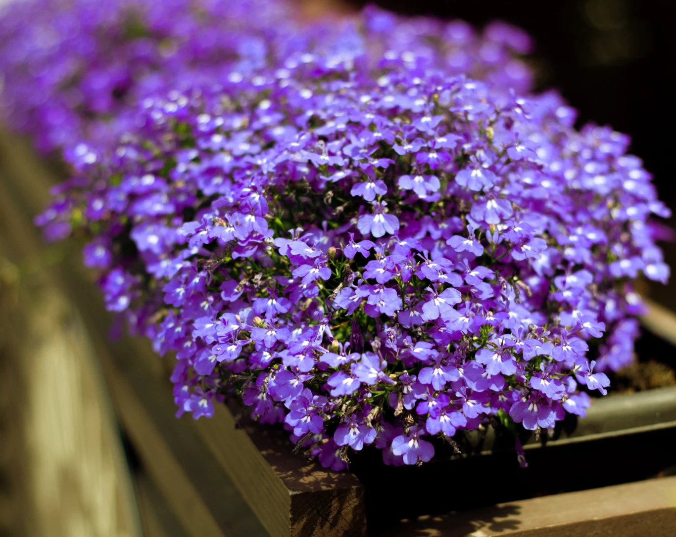 Dzwonek dalmatyński preferuje ciepłe i słoneczne stanowiska