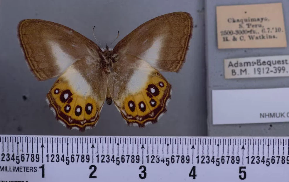 Smog zakłóca rytm życia owadów