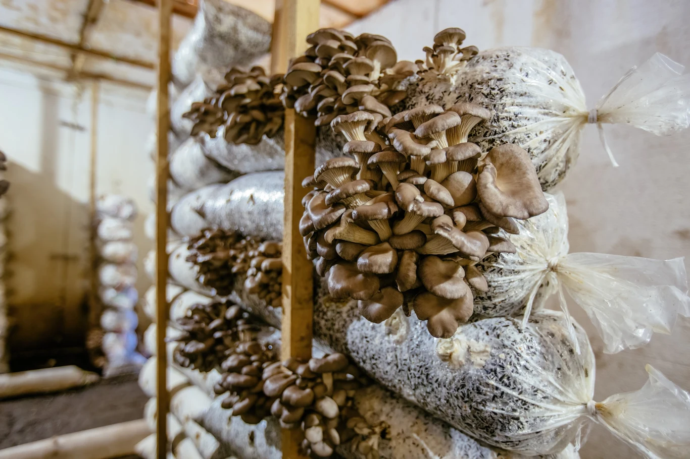Pod lupę wzięty został grzyb Ganoderma lucidum, który wytwarza rozgałęzione włókna zwane strzępkami splatające się ze sobą Pod lupę wzięty został grzyb Ganoderma lucidum, który wytwarza rozgałęzione włókna zwane strzępkami splatające się ze sobą