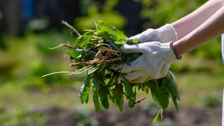 Niektóre chwasty mogą okazać się bardzo przydatne