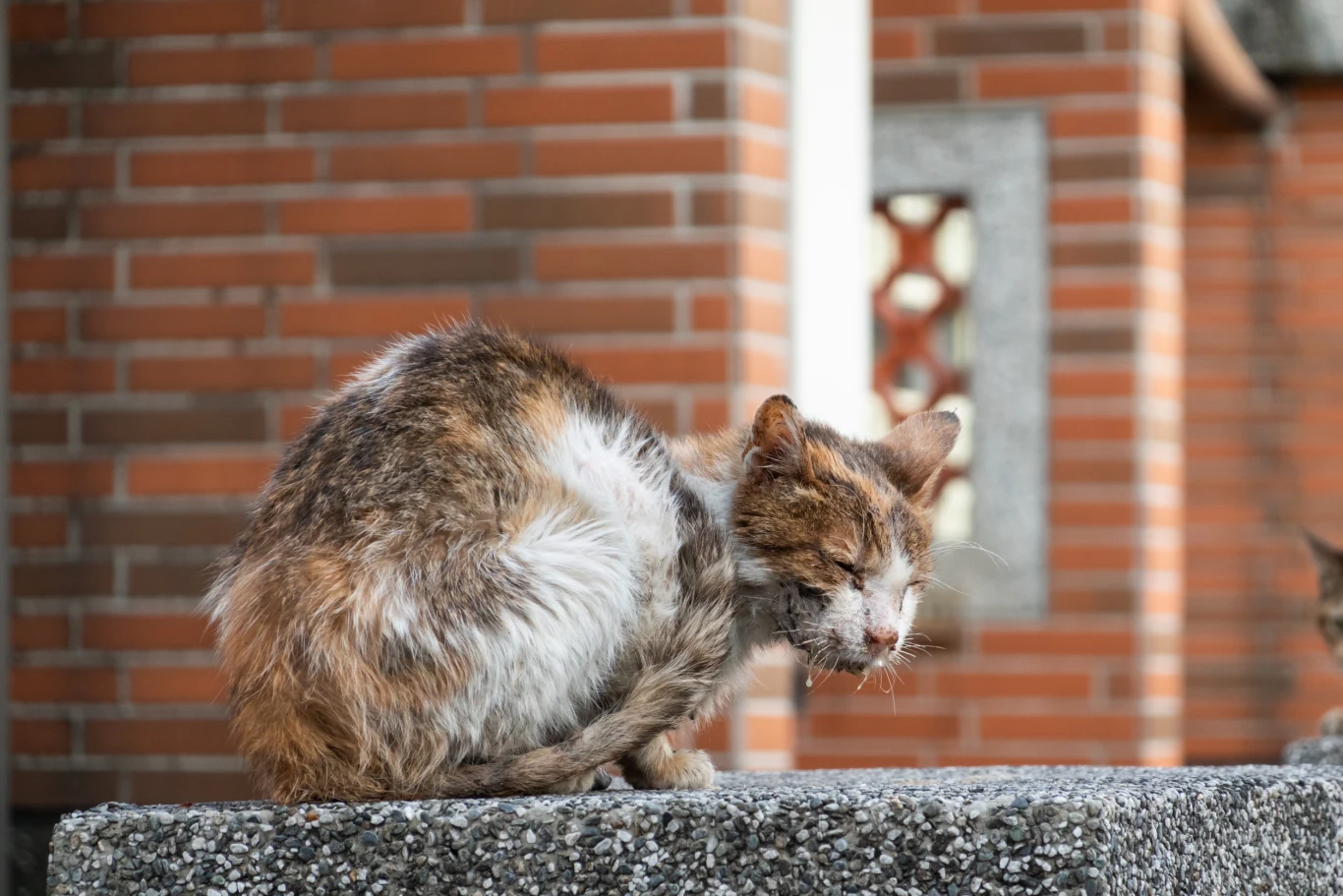 Niezdrowy wygląd kociej sierści może być spowodowany złą dietą