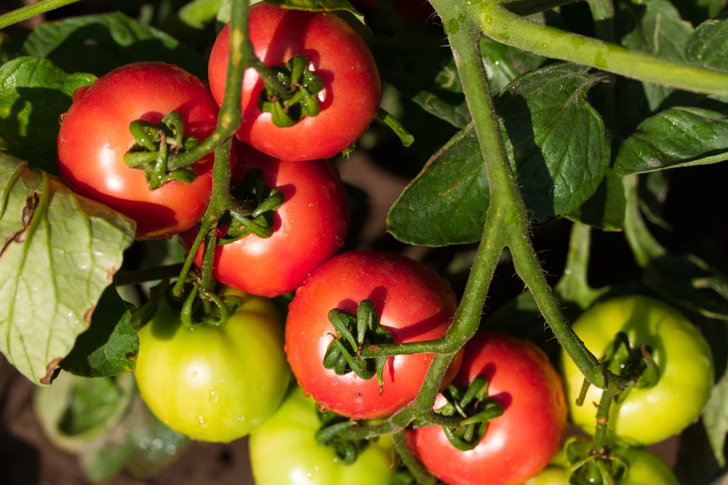Kiedy sadzić pomidory, by uprawy były bezpieczne?