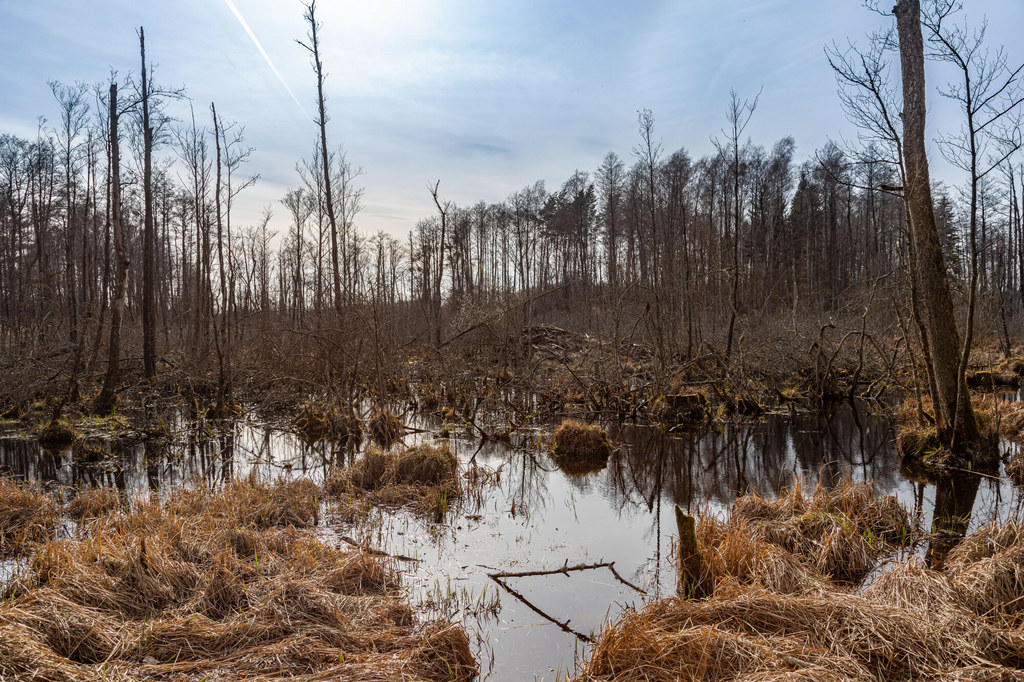 Mokradła w specjalnej strefie ochrony przyrody Natura 2000