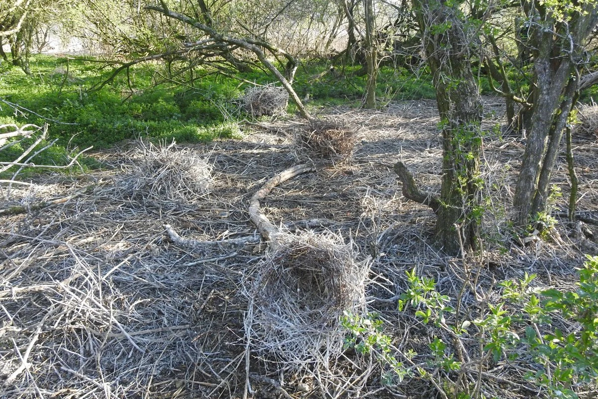 Zniszczone gniazda kormoranów 