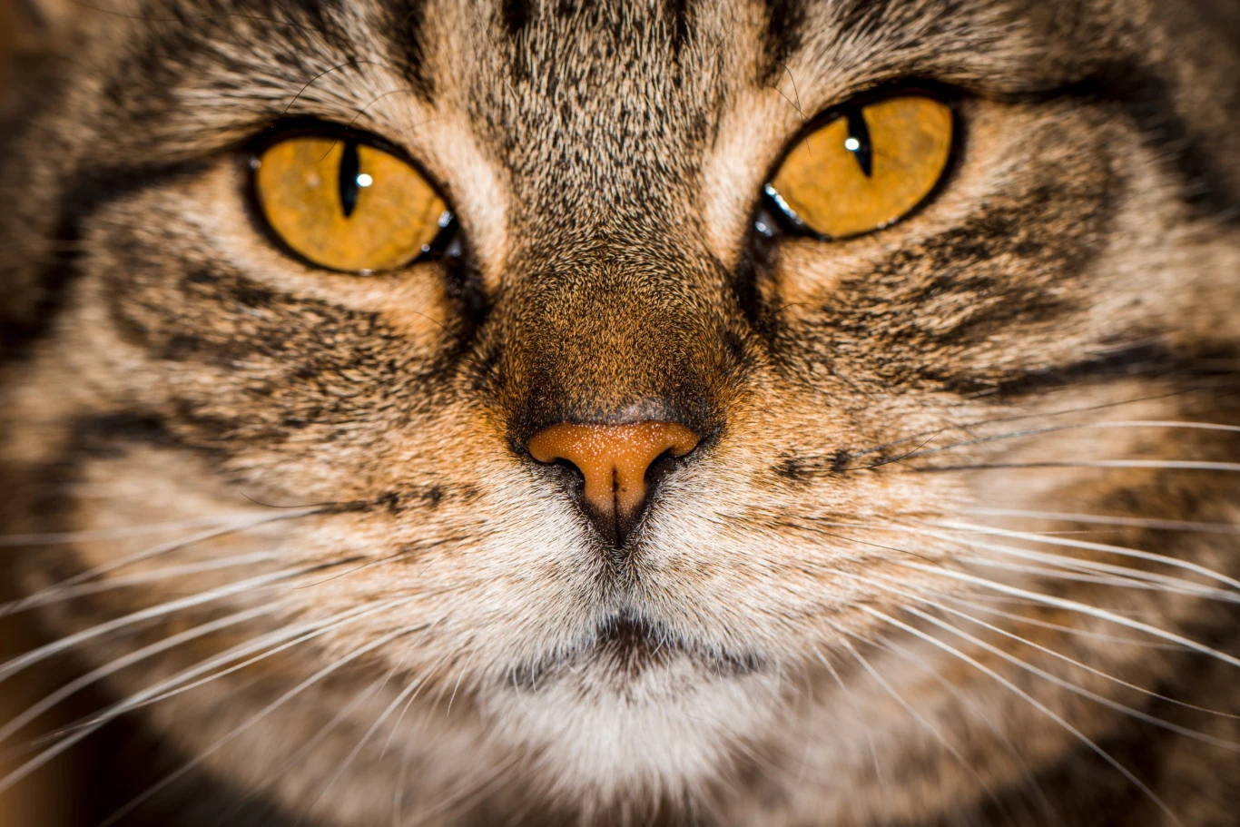 Na świecie nie ma dwóch kotów z identycznymi nosami