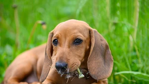 Dlaczego pies je trawę i czy to powód do niepokoju?