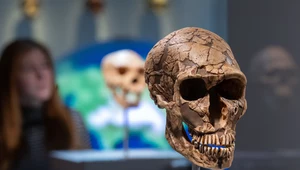 Lewant kolebką pochówków. Wspólne tradycje Homo sapiens i neandertalczyka