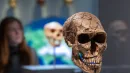 Nowe badanie sugeruje, że Neandertalczyk nie ustępował poznawczo Homo sapiens (zdj. poglądowe)