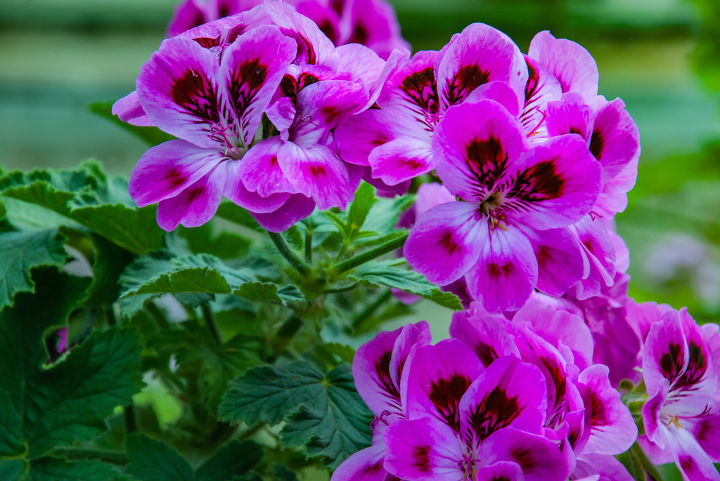 Pelargonia.