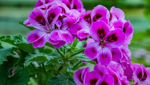 Pelargonia.