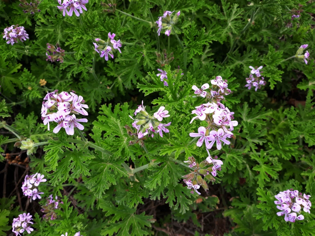 Pelargonia pachnąca nie tylko odstraszy komary czy kleszcze, w mieszkaniu oczyści powietrze, ale pomoże też na wiele dolegliwości Pelargonia pachnąca nie tylko odstraszy komary czy kleszcze, w mieszkaniu oczyści powietrze, ale pomoże też na wiele dolegliwości