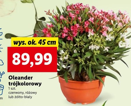 Oleander promocja Lidl Ding.pl