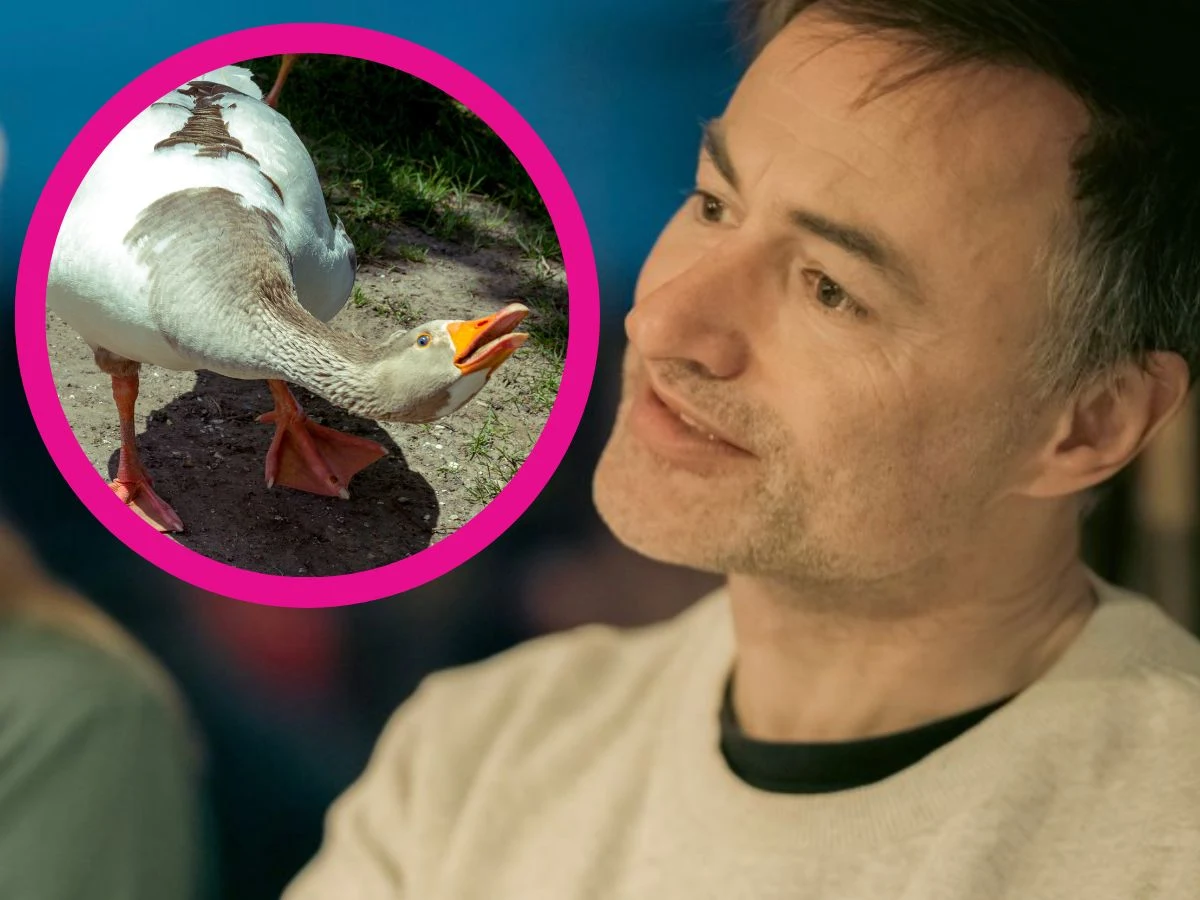 Dimitri Leue zaatakowany przez gęsi! Dimitri Leue zaatakowany przez gęsi!