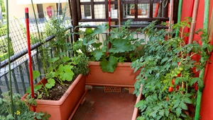 Jak uprawiać pomidory na balkonie? Zapoznaj się z najważniejszymi zasadami