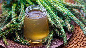 Łyżeczka syropu sosnowego dziennie odśluzuje i udrożni drogi oddechowe. Stosuj też na odporność