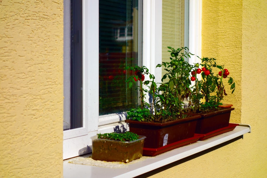 Uprawa pomidorów na balkonie pozwala na łatwy dostęp do tych warzyw