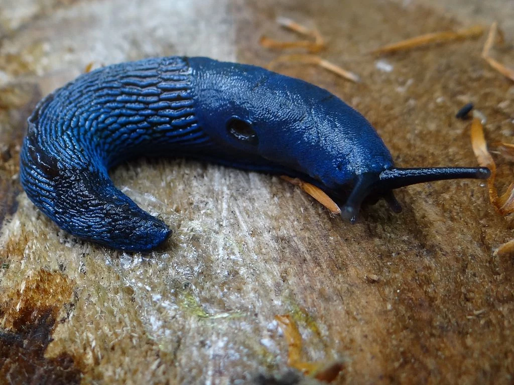 Pomrów błękitny jest prawodopodobnie najbardziej wyjątkowym polskim ślimakiem