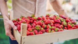 Kobiałki z polskimi truskawkami są już w sklepach i na straganach