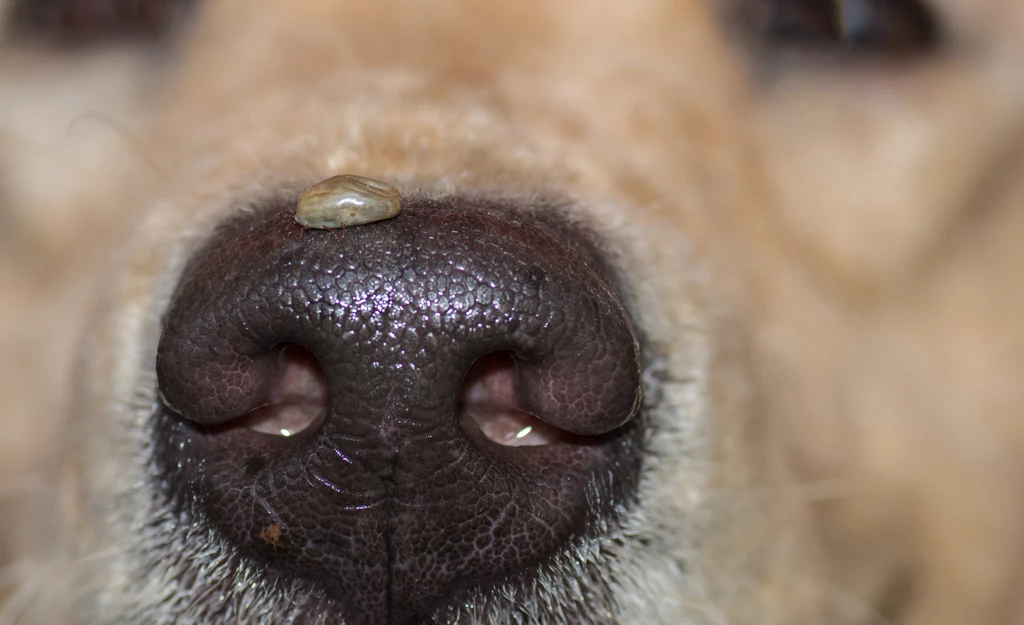Kleszcze u psa to spory problem. Gdy zaatakują, mogą zarazić pupila boreliozą lub inną poważną chorobą