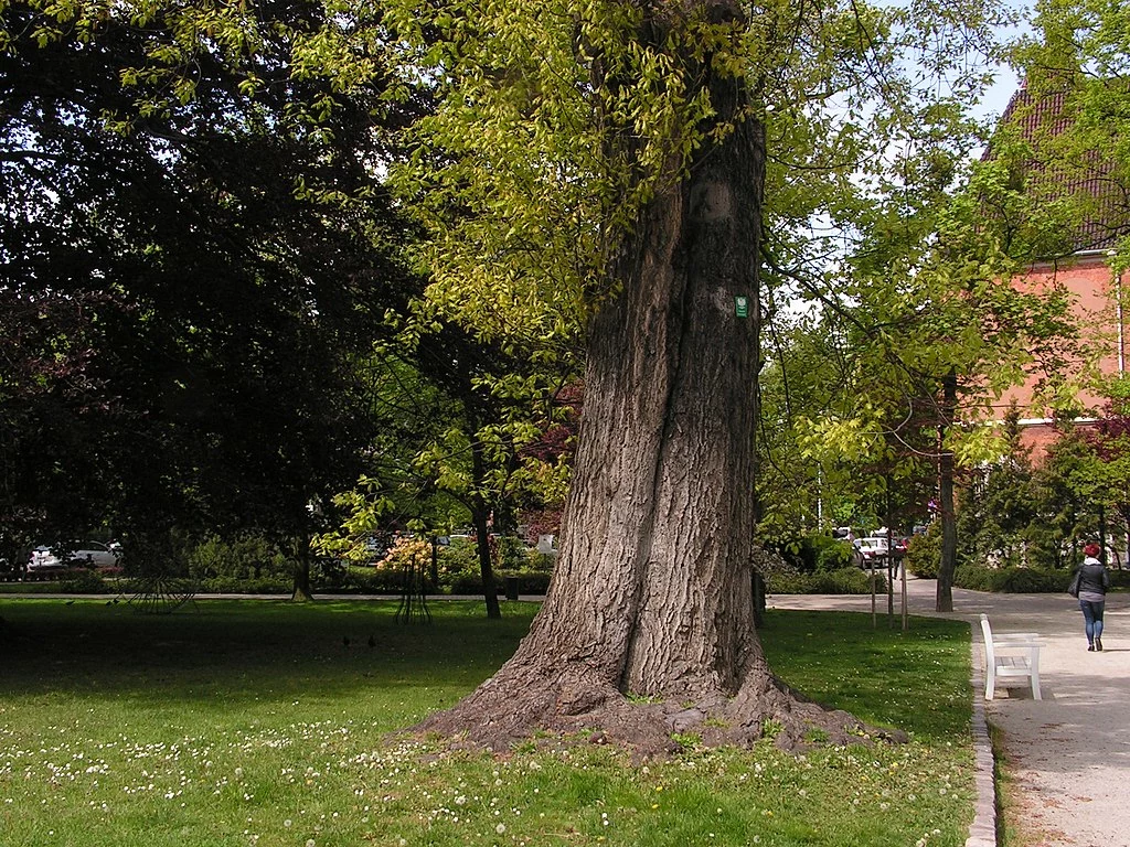 Pomnik przyrody – dąb czerwony w Parku Herbstów przy ul. Kościuszki w Sopocie 
