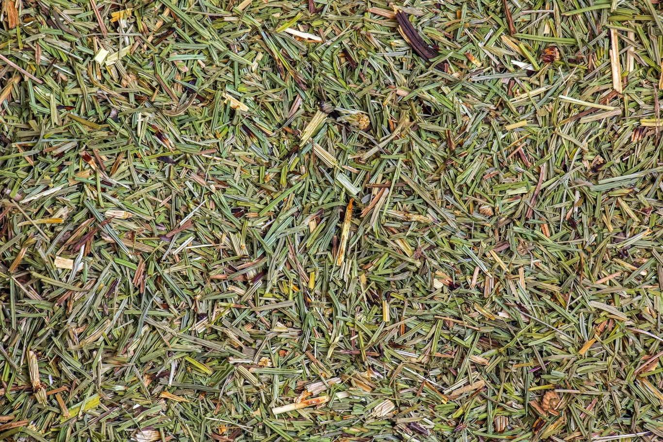 Sięgasz po suszony skrzyp? Dwie łyżeczki suszu zalej wrzątkiem i po 15 minutach genialny napar będzie gotowy Sięgasz po suszony skrzyp? Dwie łyżeczki suszu zalej wrzątkiem i po 15 minutach genialny napar będzie gotowy