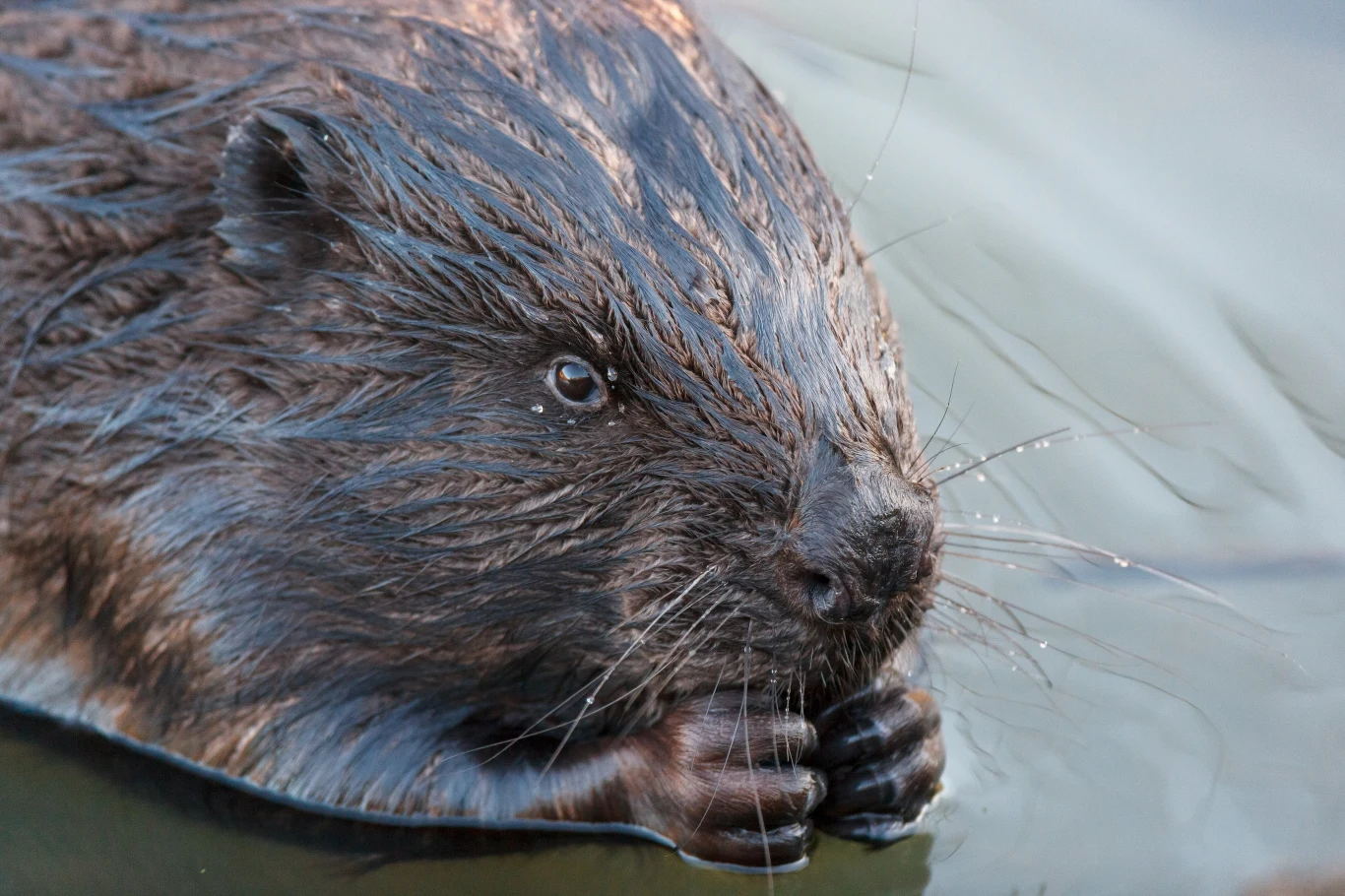 Bób europejski (Castor Fiber) to ssak wodno-lądowy, największy gryzoń Eurazji. Bób europejski (Castor Fiber) to ssak wodno-lądowy, największy gryzoń Eurazji.