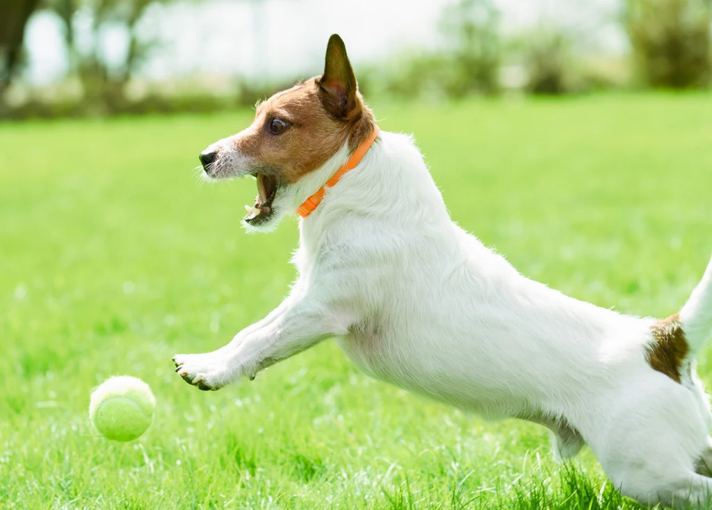 Obroże przeciw kleszczom u psów muszą być dostosowane do wieku i wymiarów zwierzęcia