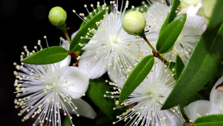 Ta roślina ułatwia zasypianie i nie jest trudna w uprawie