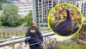 Straż Miejska ruszyła na ratunek kaczce Bożence i jej młodym, które osiedliły się na 12. piętrze