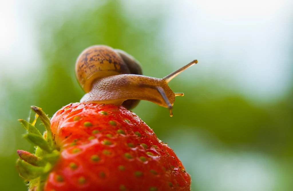 Ślimaki żywią się m.in. owocami truskawek, dlatego w ogrodzie są szkodnikami