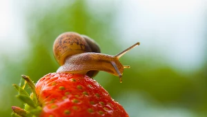 Uprawa truskawek nie należy do najłatwiejszych (zagrożenie szkodnikami i chorobami), ale Polska tradycyjnie pozostaje potęgą w produkcji tych jagód w UE. Światowymi liderami są Chiny i USA. Zdj. ilustracyjne