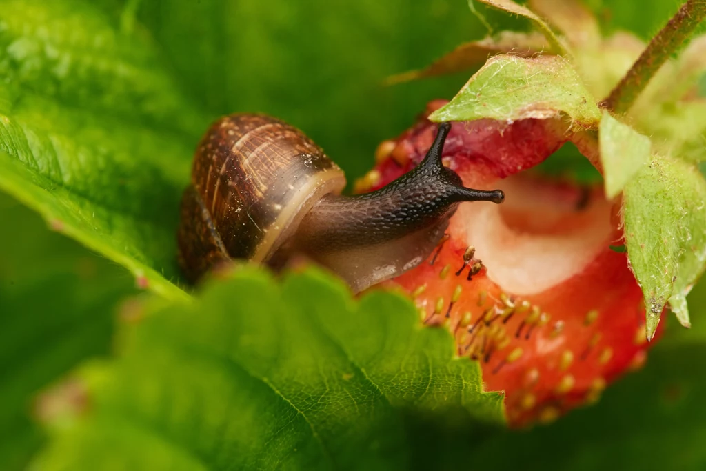Istnieje kilka, naturalnych sposobów na pozbycie się ślimaków z ogrodu