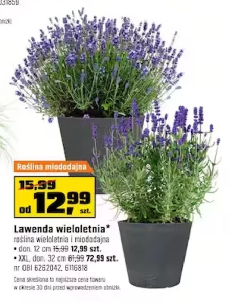 Lawenda