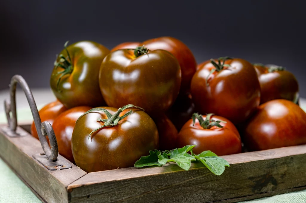 Pomidor czekoladowy charakteryzuje się grubą skórką o ciemnej barwie
