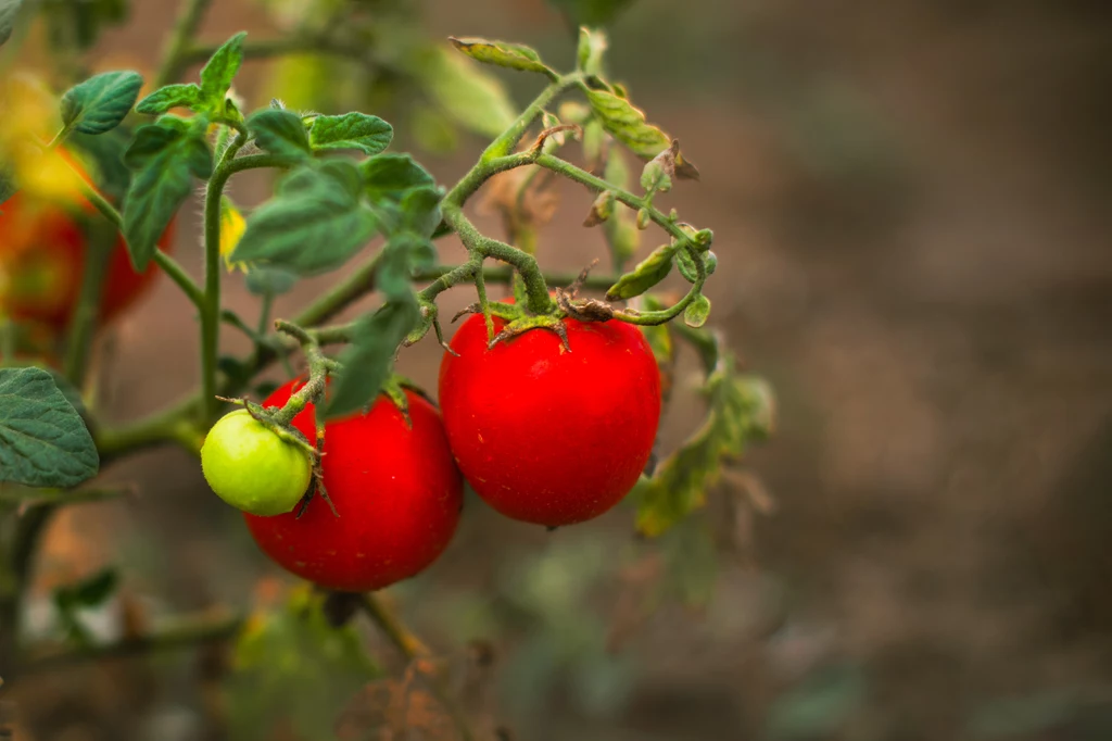 Pomidory dojrzewają we wrześniu dłużej niż latem