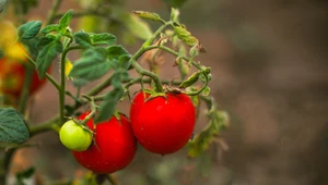 Oto najsmaczniejsze odmiany pomidorów. Rozsmakujesz się w nich tego lata