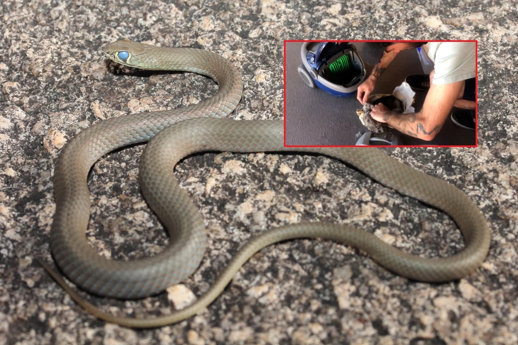 Łapacz węży podkreśla, że węże nie są agresywne tylko defensywne.