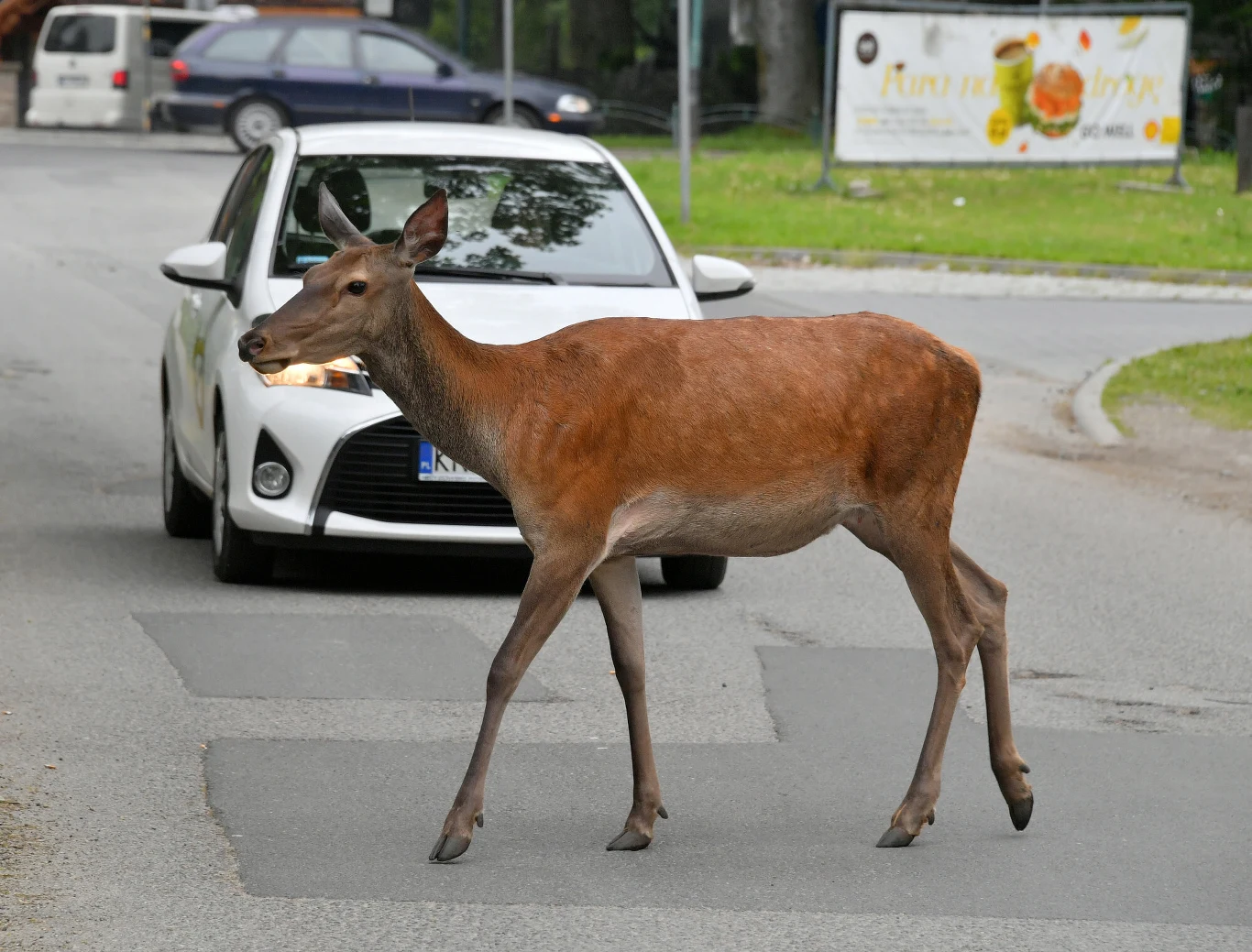 Kto płaci za kolizję ze zwierzęciem? Kluczowy jest znak A-18b