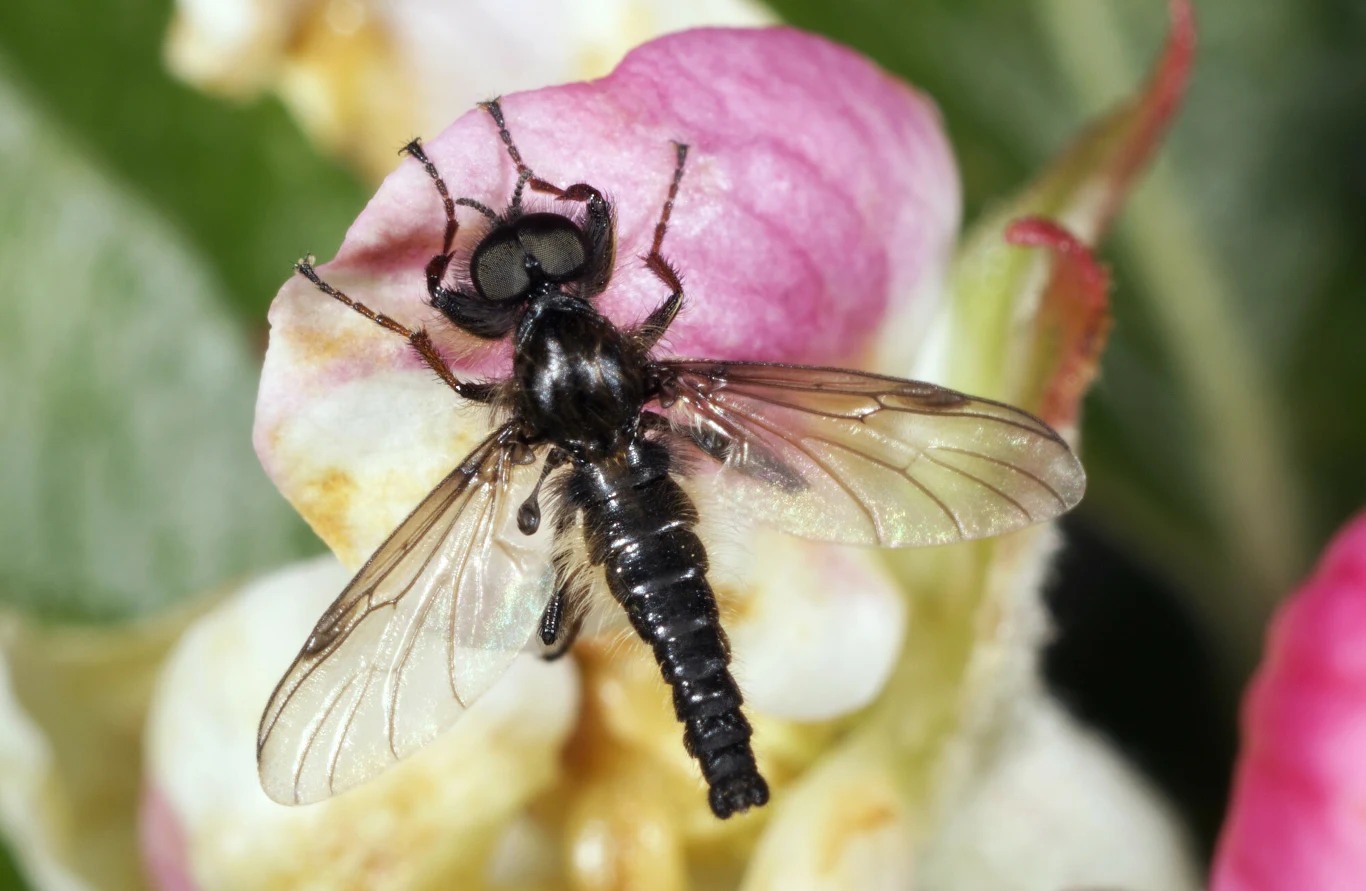 Tak prezentuje się leń marcowy (Bibio marci) z rozłożonymi skrzydłami Tak prezentuje się leń marcowy (Bibio marci) z rozłożonymi skrzydłami