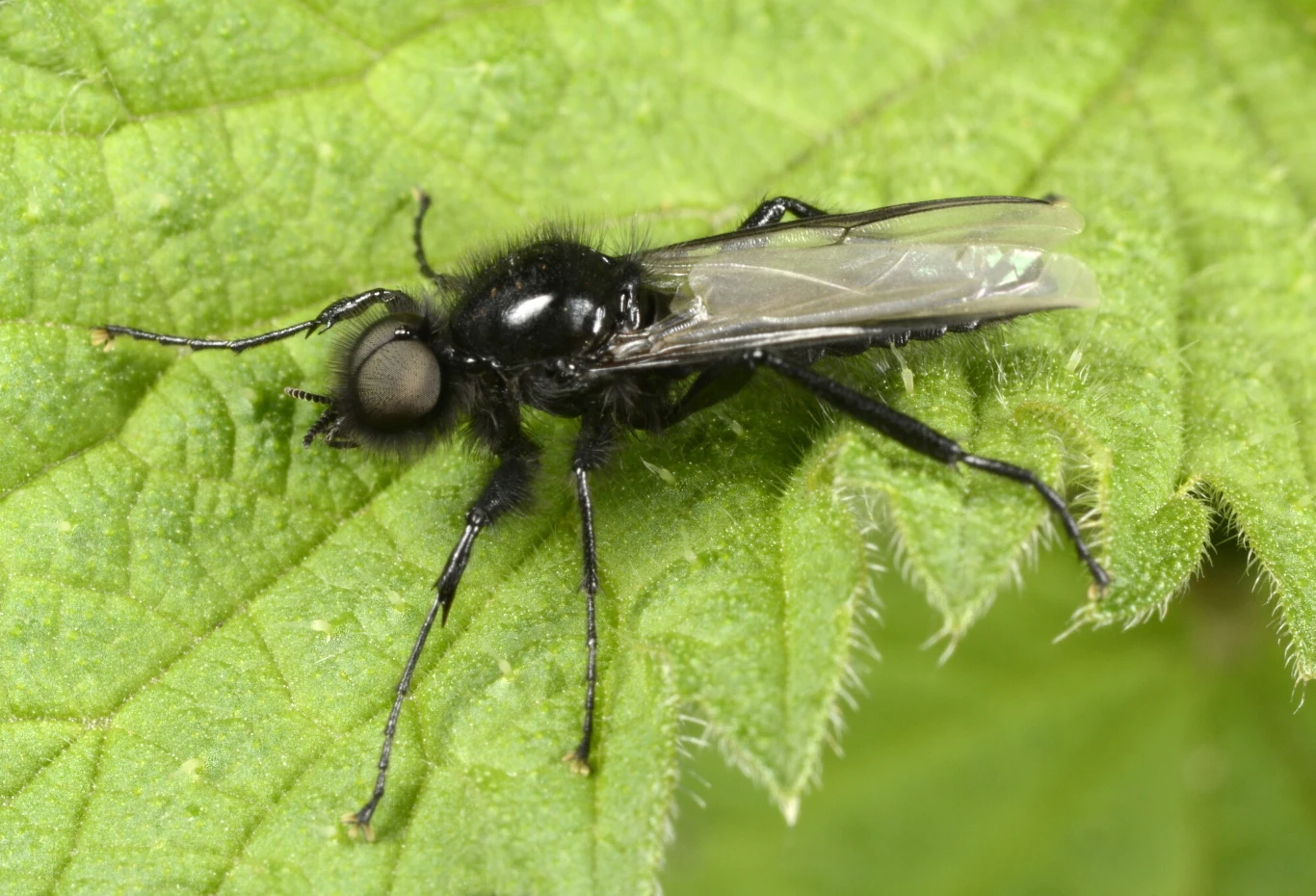 Lenie św. Marka (lenie marcowe) w maju powszechnie występują w polskich lasach, parkach czy ogrodach Lenie św. Marka (lenie marcowe) w maju powszechnie występują w polskich lasach, parkach czy ogrodach