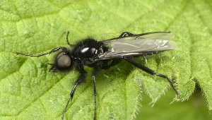 Lenie św. Marka (lenie marcowe) w maju powszechnie występują w polskich lasach, parkach czy ogrodach