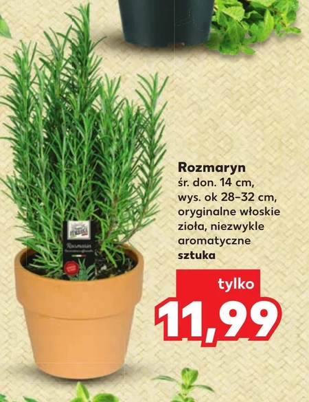 Rozmaryn