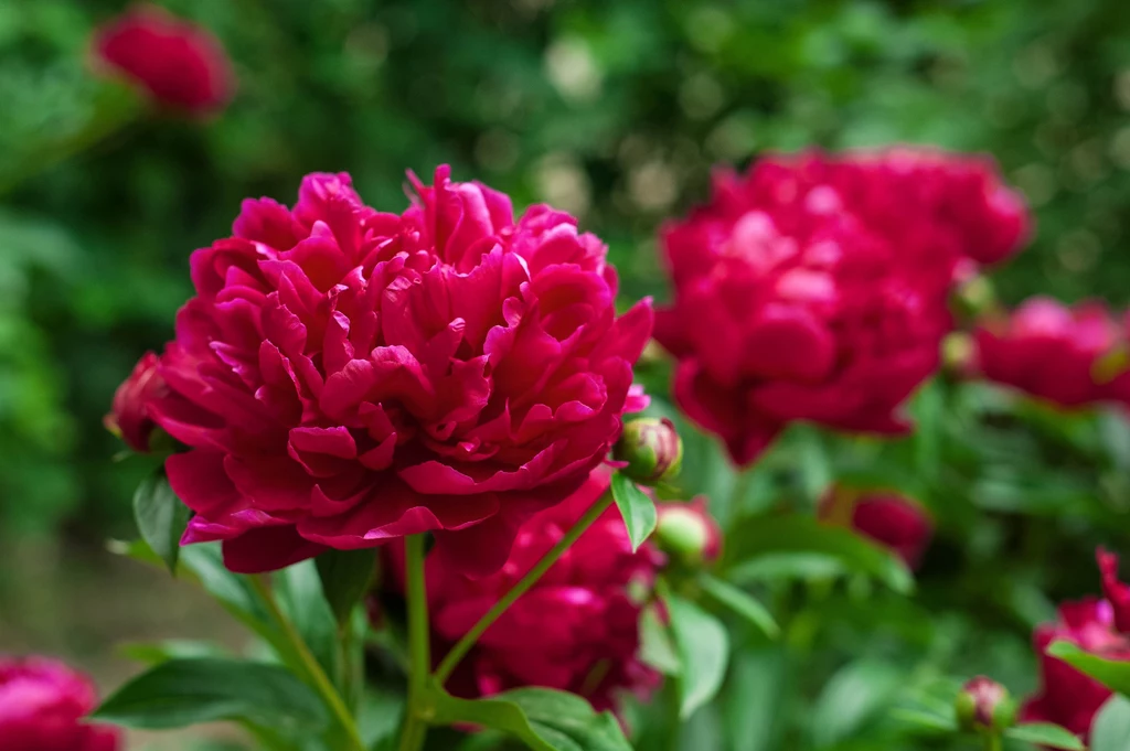 Piwonie słyną z imponujących kwiatów, które pięknie zdobią ogród