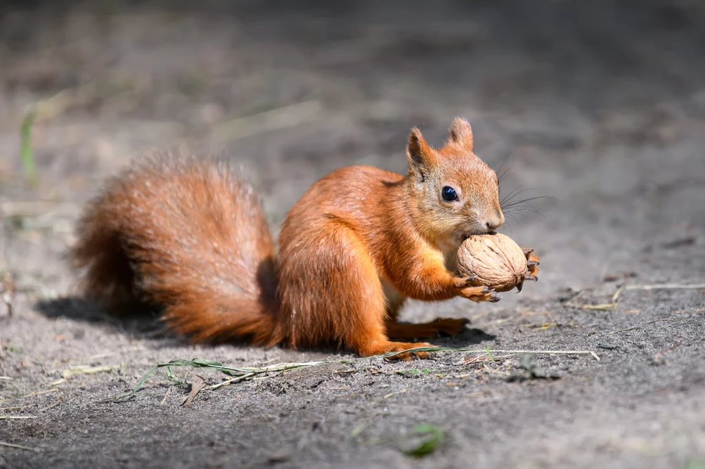 Jedna wiewiórka potrafi zakopać tysiące orzechów ciągu roku. W Polsce żyje ok. 100 tys. wiewiórek i wszystkie znajdują się pod ochroną.