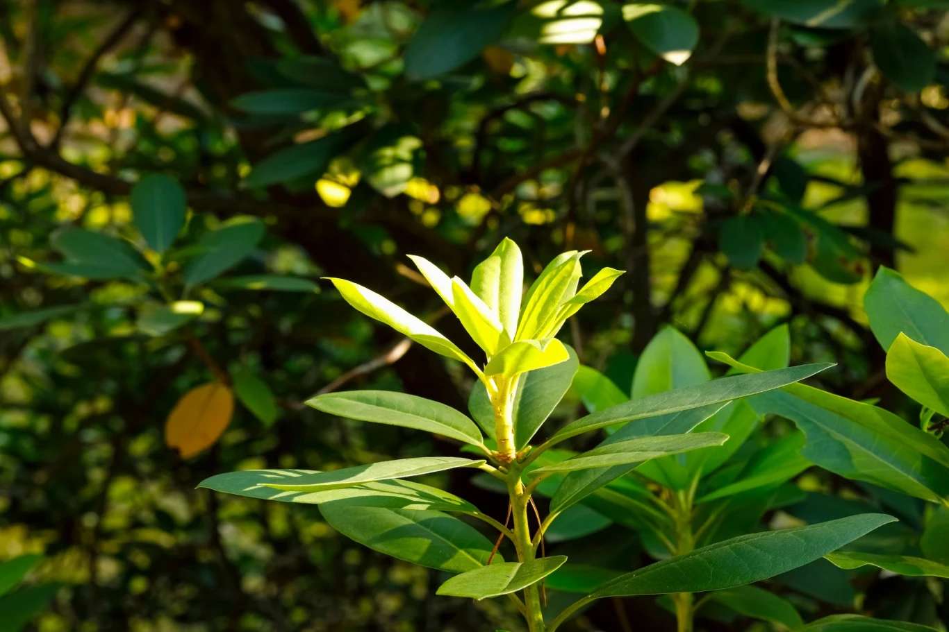Odpowiednia pielęgnacja może pobudzić rododendron do kwitnięcia