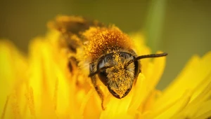 Pszczoły cierpią zimą w ulach? "Zupełnie ich nie rozumiemy"